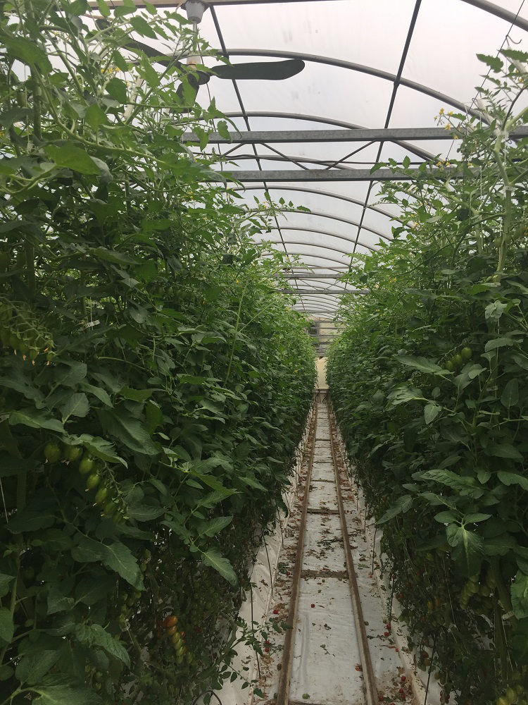 Tomato Greenhouse